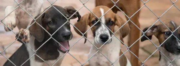Abril Laranja em Minas: Ações do Governo para Combater Maus-Tratos a Animais