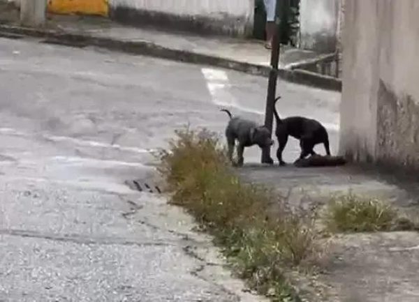 Ataque de Pitbulls em Ipatinga resulta na morte de cachorro pequeno
