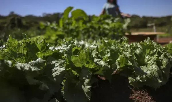 BNDES e Bahia firmam parceria de R$ 299 milhões para agricultura familiar