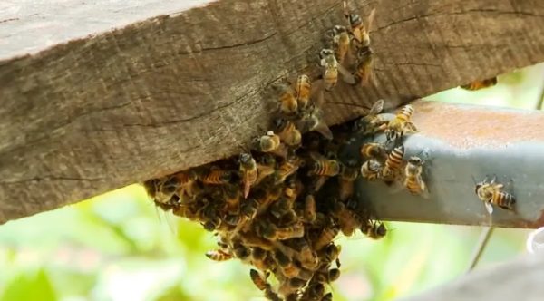 Engenheiro morre em ataque de abelhas enquanto trabalhava, em Marliéria