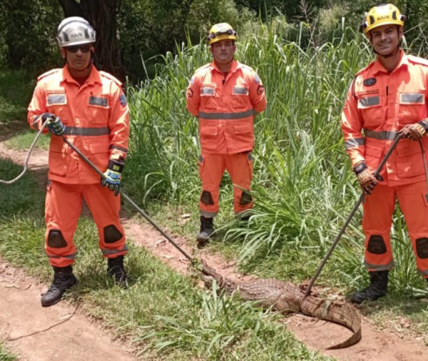 Jacaré é capturado pelos bombeiros no bairro Caladinho em Coronel Fabriciano