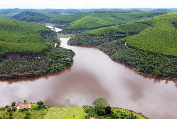 Cenibra desenvolve programas para garantir a conservação da água, solo, fauna e flora