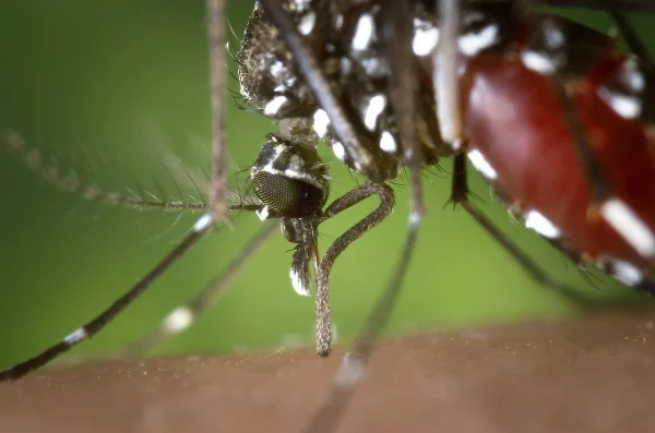 Armadilhas para o Aedes serão espalhadas pelo Brasil