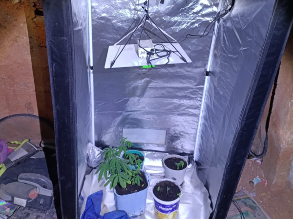Homem é preso por cultivar pés de maconha dentro do quarto em Governador Valadares | Vales de Minas Gerais
