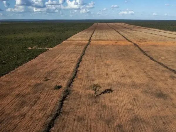 Desmatamento no Brasil registra queda de 32% em 2024, revela estudo