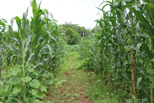 Empresa faz doação de corretivo agrícola para Agricultores familiares de Timóteo