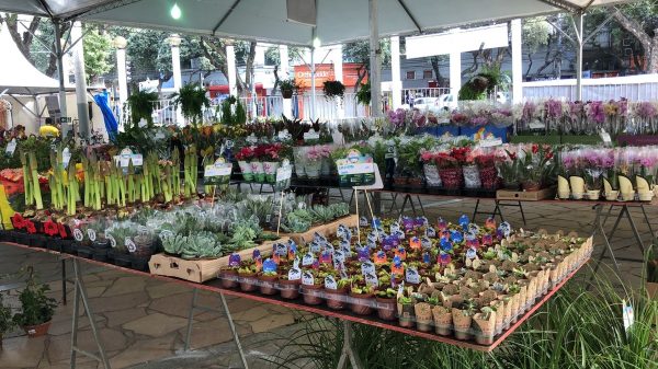 18ª Festa das Flores começa nesta quinta (4), em Governador Valadares; veja a programação | Vales de Minas Gerais