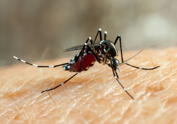 Prefeitura de Manhuaçu decreta estado de emergência devido a aumento de casos de dengue | Vales de Minas Gerais