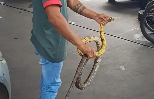 Frentista enfrenta cobra gigante em Coronel Fabriciano durante abastecimento