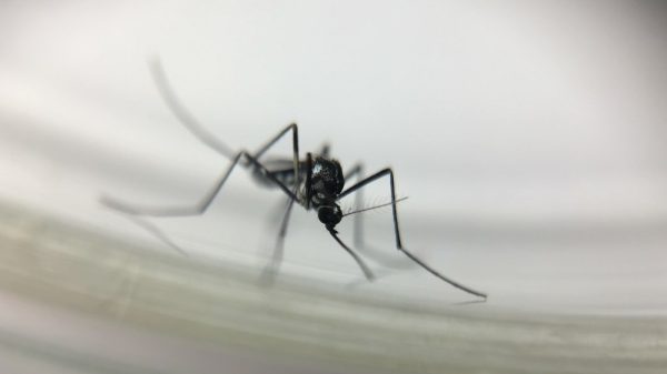 O mosquito Haemagogus leucocelaneaus transmite a febre amarela silvestre. (Foto: Josué Damacena/IOC/Fiocruz)