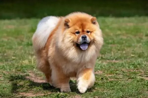 Incidente com cachorro chow-chow resulta em ferimentos graves e eutanásia