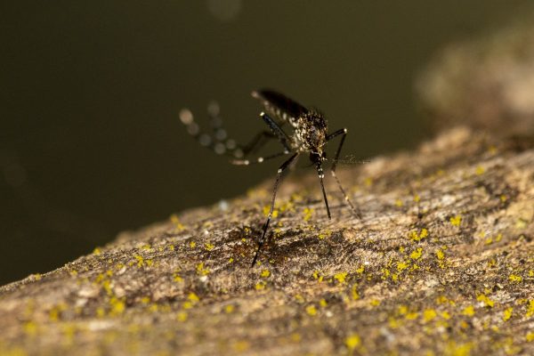 Levantamento do LIRAa aponta aumento de mais de 100% no índice de infestação do Aedes Aegypti em Ipatinga