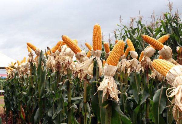 Fornecedora de insumos agrícolas indeniza cliente por sementes vencidas