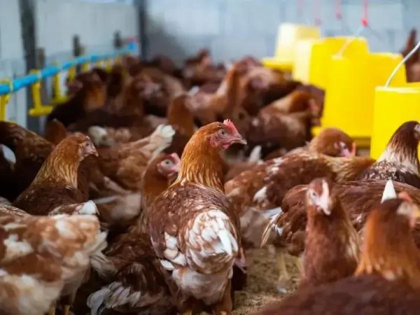 Mais de 60 países suspendem importação de frango brasileiro por gripe aviária