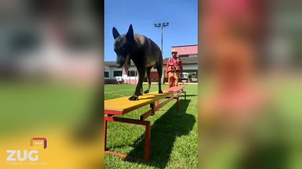 Cão Bono do Corpo de Bombeiros está na grande final de competição canina do Estado | Portal ZUG - Vale do Aço