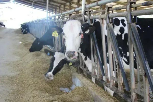 Minas Gerais busca alternativas inovadoras para reduzir gases de efeito estufa na agropecuária