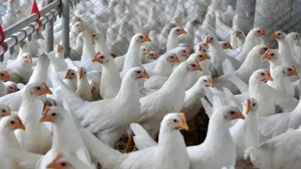Ministro da Agricultura garante que foco de gripe aviária está sob controle