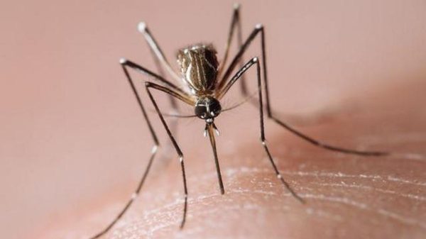 Mortes por chikungunya e dengue são confirmadas no Vale do Aço | Vales de Minas Gerais