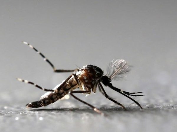 Em quatro dias, Vale do Aço registra mais de 1200 novos casos de chikungunya