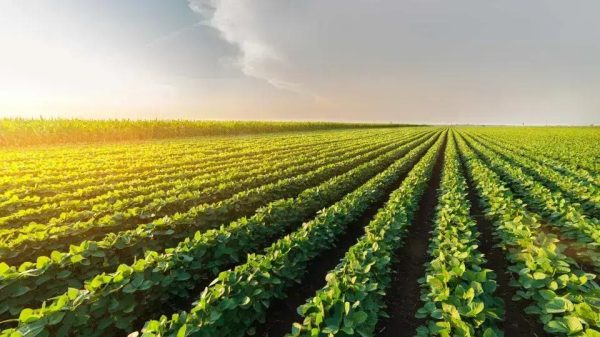 Projeção do IBGE indica safra recorde de 323,8 milhões de toneladas em 2025