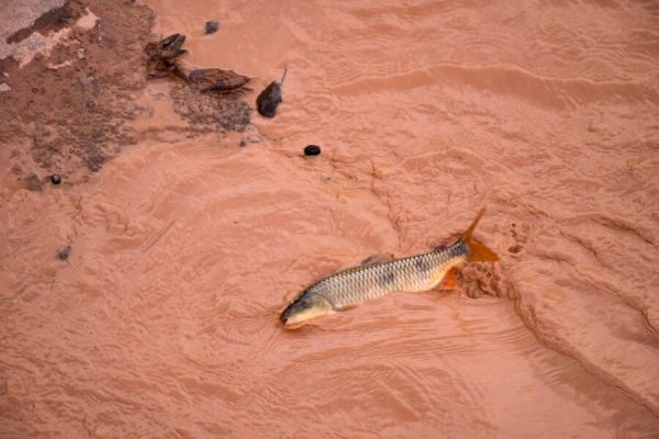 Samarco: última semana para ingressar no PID – Acordo de Reparação da Bacia do Rio Doce