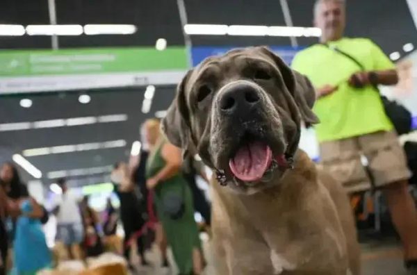 Senado aprova regras para transporte aéreo de cães e gatos