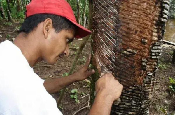 Senado Propõe Facilitar Acesso ao Crédito Rural para Populações Extrativistas
