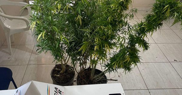 Operação da PM apreende 08 pés de maconha em São João do Oriente