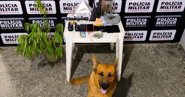 Drogas e pé de maconha são encontrados em sitio na zona rural de Ipaba