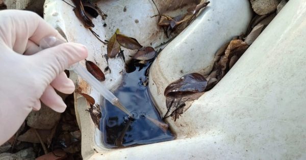 Ipatinga reduz infestação do Aedes aegypti mas mantém alerta