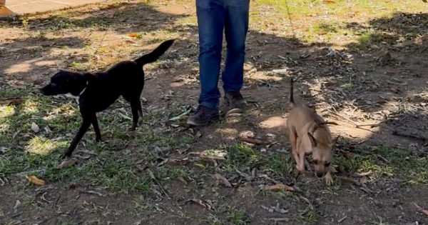 Cadastro busca voluntários para projeto “Cão Rolé” em Ipatinga