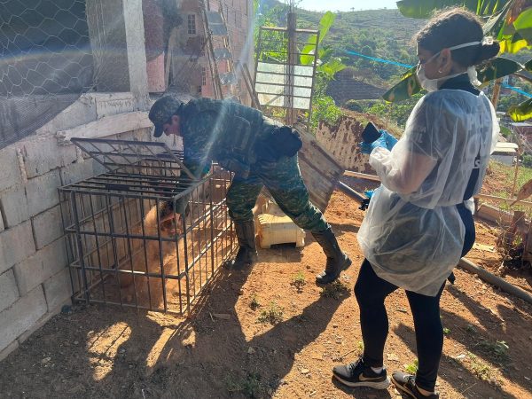 Polícia fecha rinha de galos e mais de 20 pessoas são presas em Santana do Paraíso | Vales de Minas Gerais