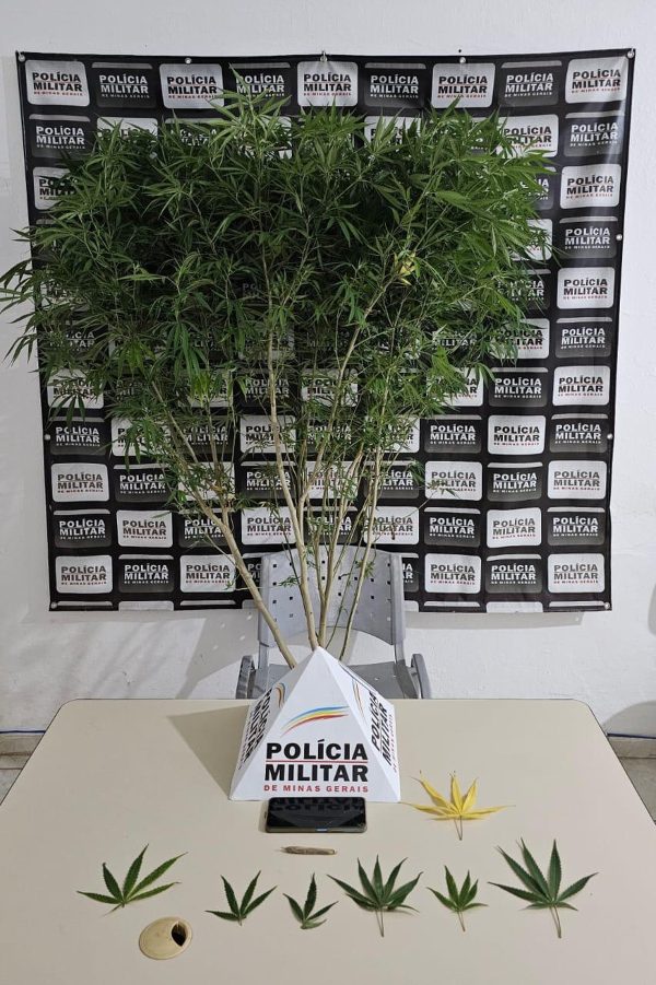 PM aprende pé de maconha em Tumiritinga, e dono da planta é preso | Vales de Minas Gerais