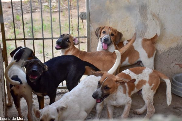 Feira de adoção de cães é realizada em Governador Valadares neste fim de semana