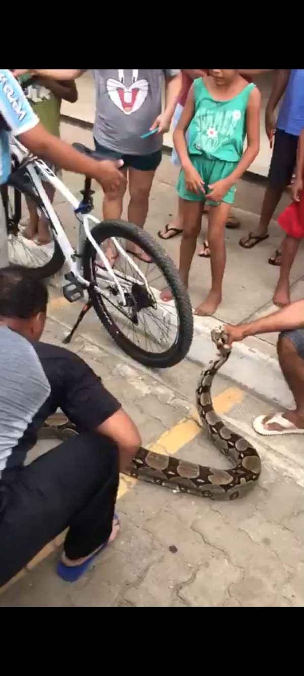 Jiboia é encontrada em condomínio e é resgatada pelo Corpo de Bombeiros em Governador Valadares | Vales de Minas Gerais